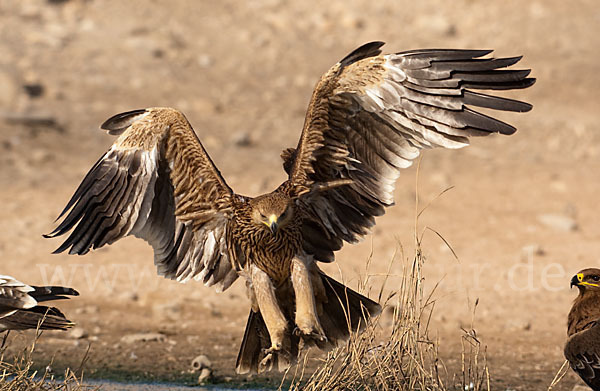 Kaiseradler (Aquila heliaca)