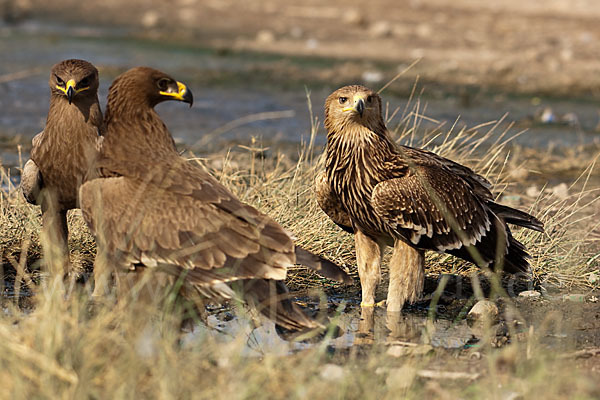 Kaiseradler (Aquila heliaca)