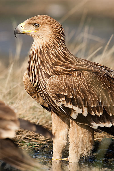 Kaiseradler (Aquila heliaca)