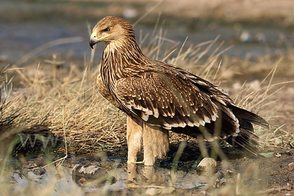 Kaiseradler (Aquila heliaca)