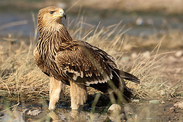 Kaiseradler (Aquila heliaca)