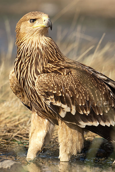 Kaiseradler (Aquila heliaca)