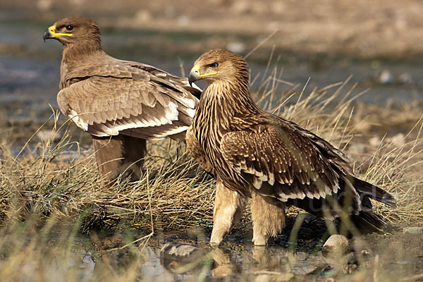 Kaiseradler (Aquila heliaca)