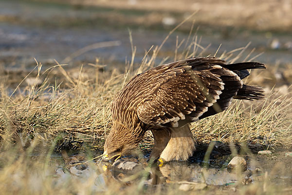 Kaiseradler (Aquila heliaca)