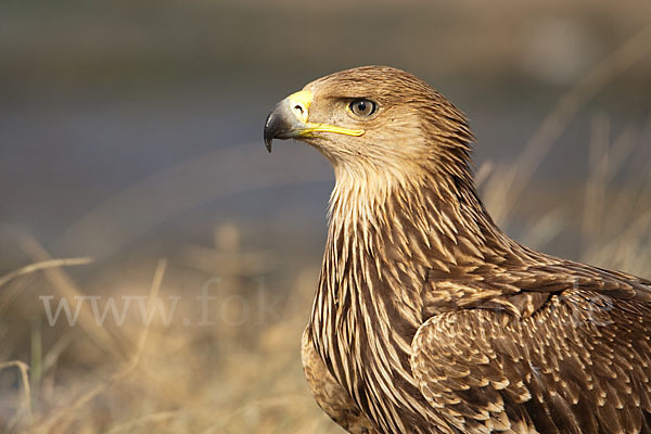 Kaiseradler (Aquila heliaca)