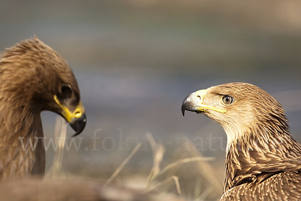 Kaiseradler (Aquila heliaca)