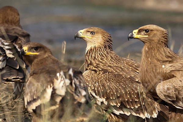 Kaiseradler (Aquila heliaca)