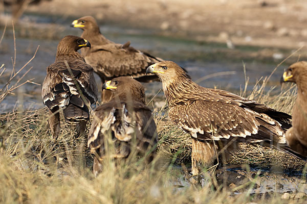 Kaiseradler (Aquila heliaca)