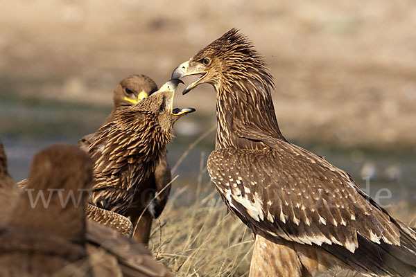 Kaiseradler (Aquila heliaca)