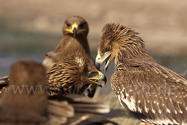 Kaiseradler (Aquila heliaca)