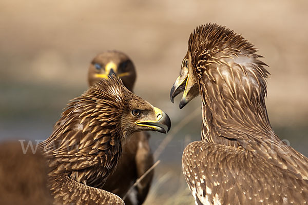 Kaiseradler (Aquila heliaca)