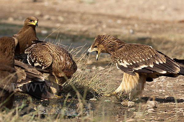 Kaiseradler (Aquila heliaca)