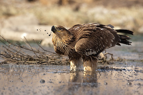 Kaiseradler (Aquila heliaca)