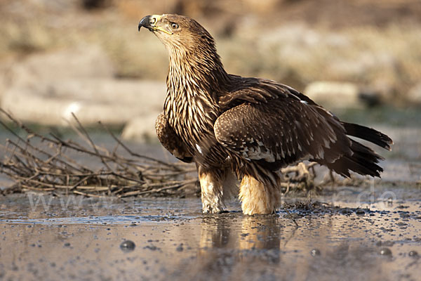 Kaiseradler (Aquila heliaca)