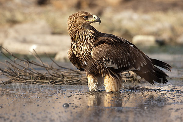 Kaiseradler (Aquila heliaca)