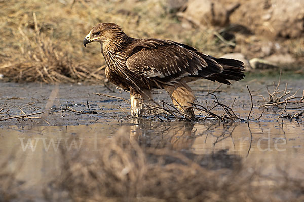 Kaiseradler (Aquila heliaca)