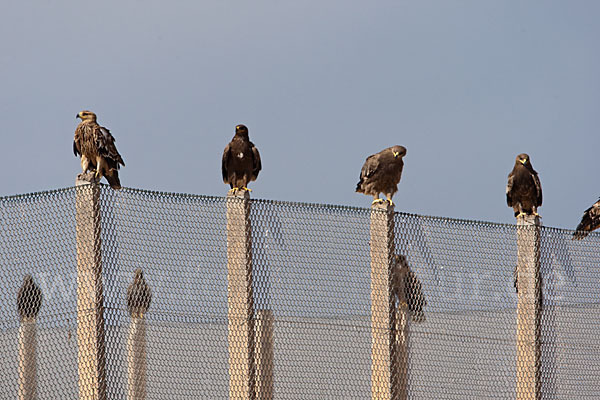 Kaiseradler (Aquila heliaca)