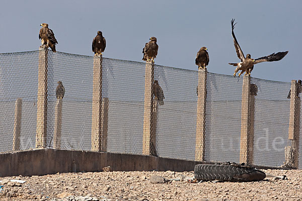 Kaiseradler (Aquila heliaca)