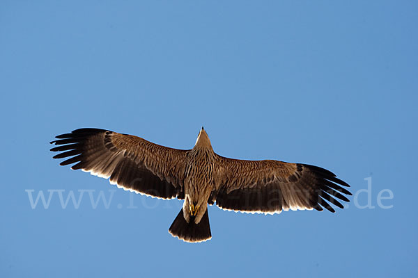 Kaiseradler (Aquila heliaca)