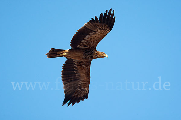 Kaiseradler (Aquila heliaca)