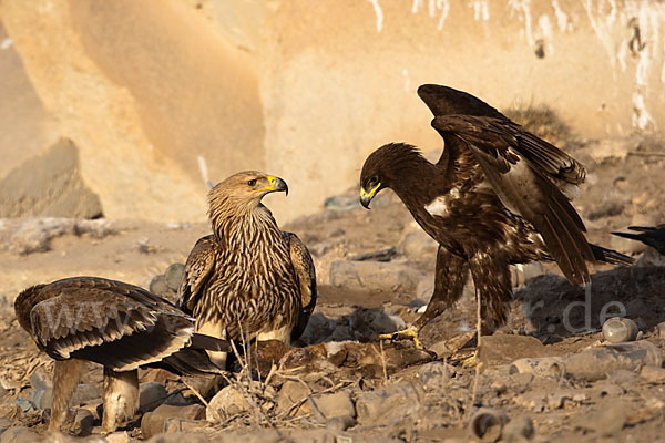 Kaiseradler (Aquila heliaca)