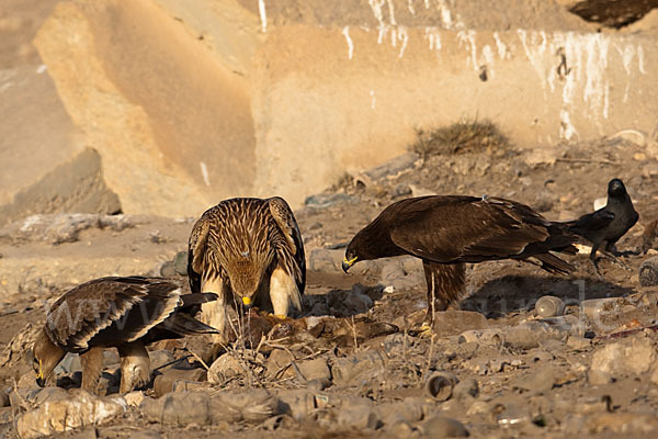 Kaiseradler (Aquila heliaca)