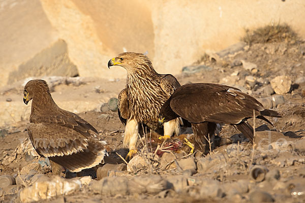 Kaiseradler (Aquila heliaca)