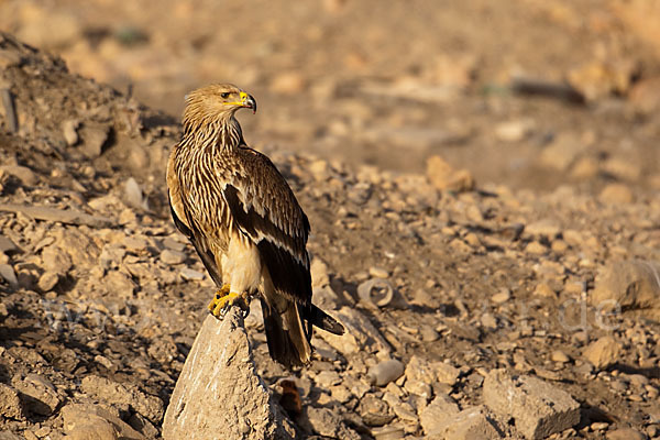 Kaiseradler (Aquila heliaca)