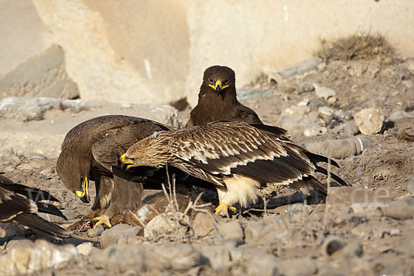 Kaiseradler (Aquila heliaca)