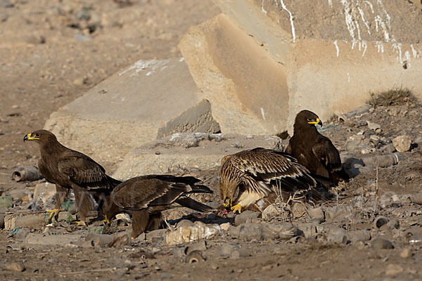 Kaiseradler (Aquila heliaca)