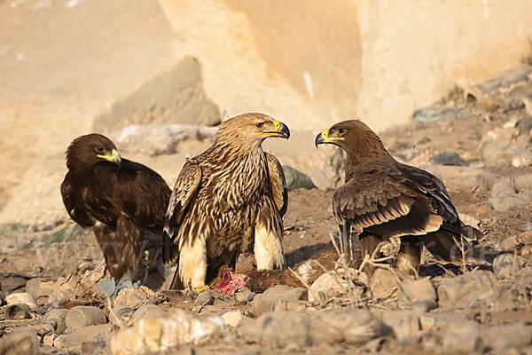 Kaiseradler (Aquila heliaca)