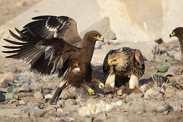 Kaiseradler (Aquila heliaca)