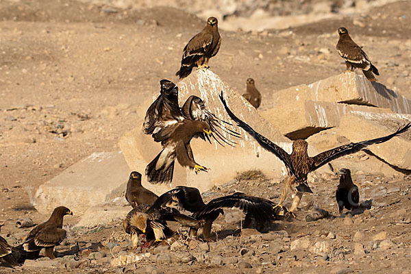 Kaiseradler (Aquila heliaca)