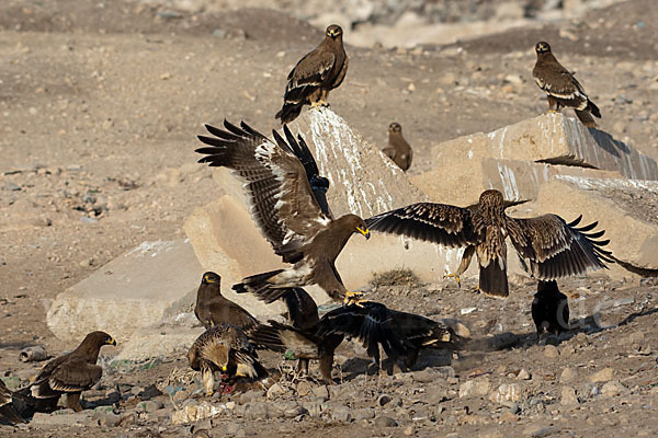 Kaiseradler (Aquila heliaca)