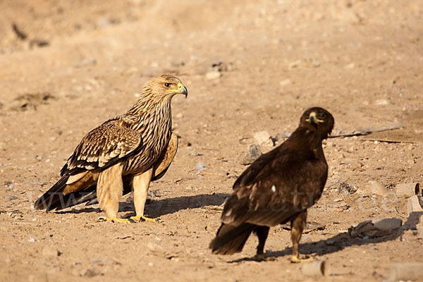 Kaiseradler (Aquila heliaca)