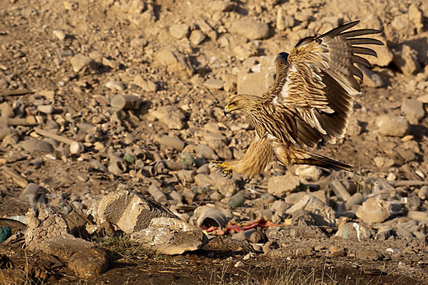 Kaiseradler (Aquila heliaca)