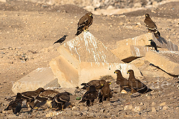 Kaiseradler (Aquila heliaca)