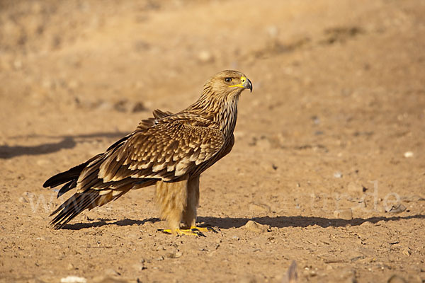 Kaiseradler (Aquila heliaca)