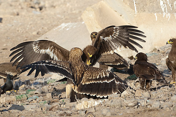 Kaiseradler (Aquila heliaca)