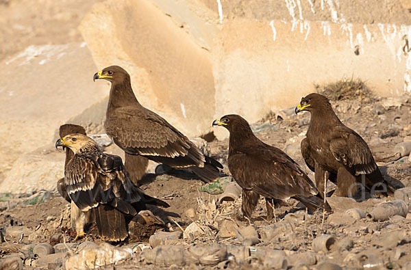 Kaiseradler (Aquila heliaca)