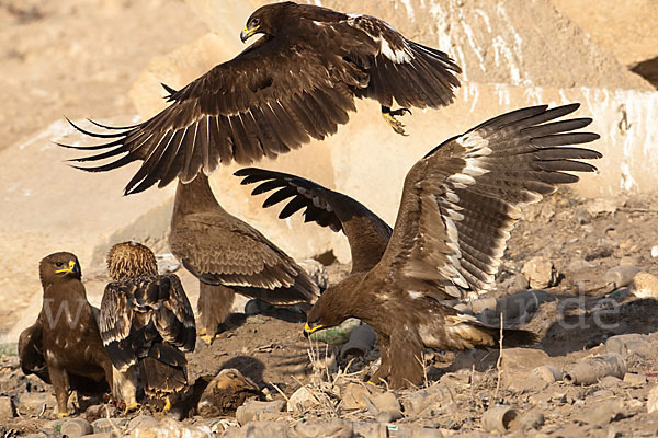 Kaiseradler (Aquila heliaca)