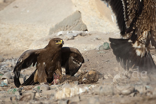 Kaiseradler (Aquila heliaca)