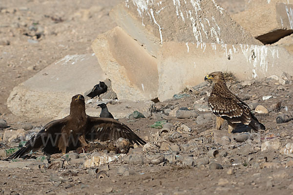 Kaiseradler (Aquila heliaca)