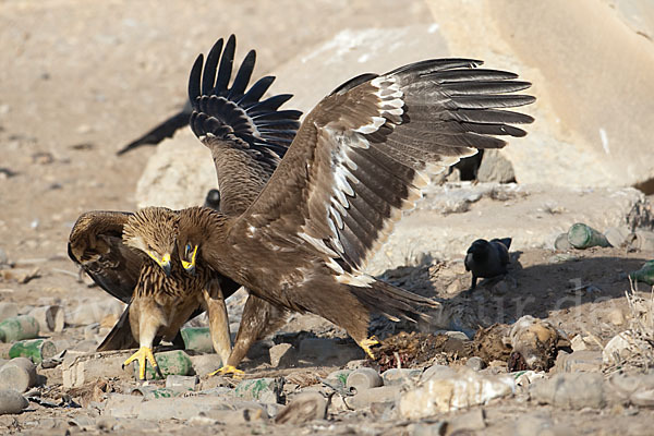 Kaiseradler (Aquila heliaca)