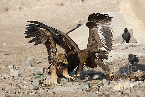 Kaiseradler (Aquila heliaca)