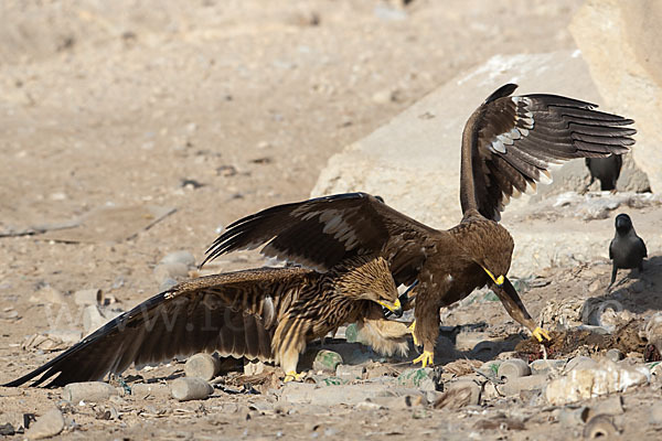 Kaiseradler (Aquila heliaca)