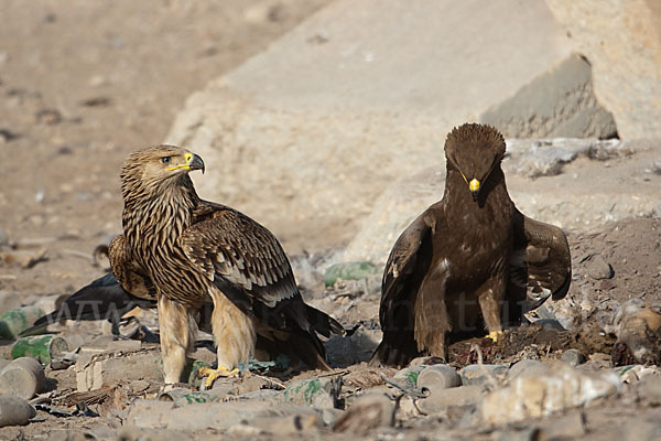 Kaiseradler (Aquila heliaca)