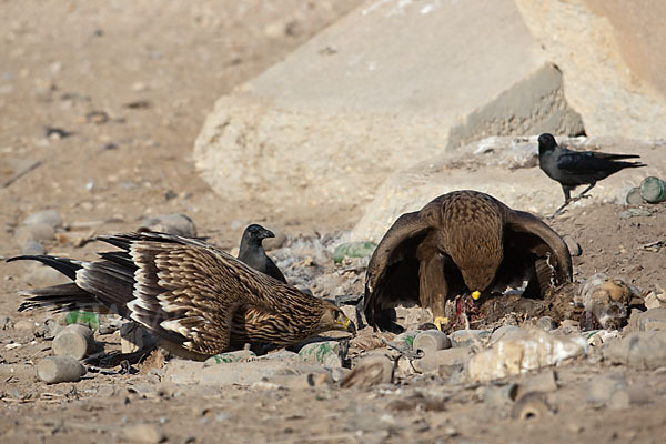 Kaiseradler (Aquila heliaca)