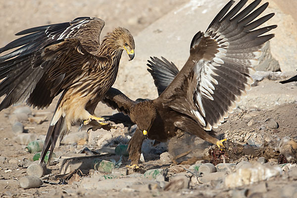 Kaiseradler (Aquila heliaca)