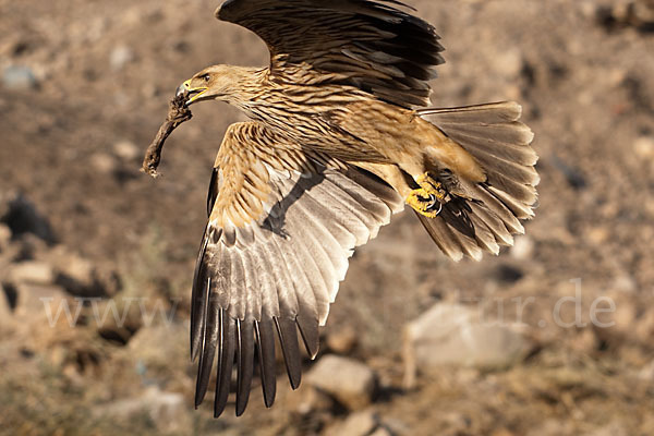 Kaiseradler (Aquila heliaca)